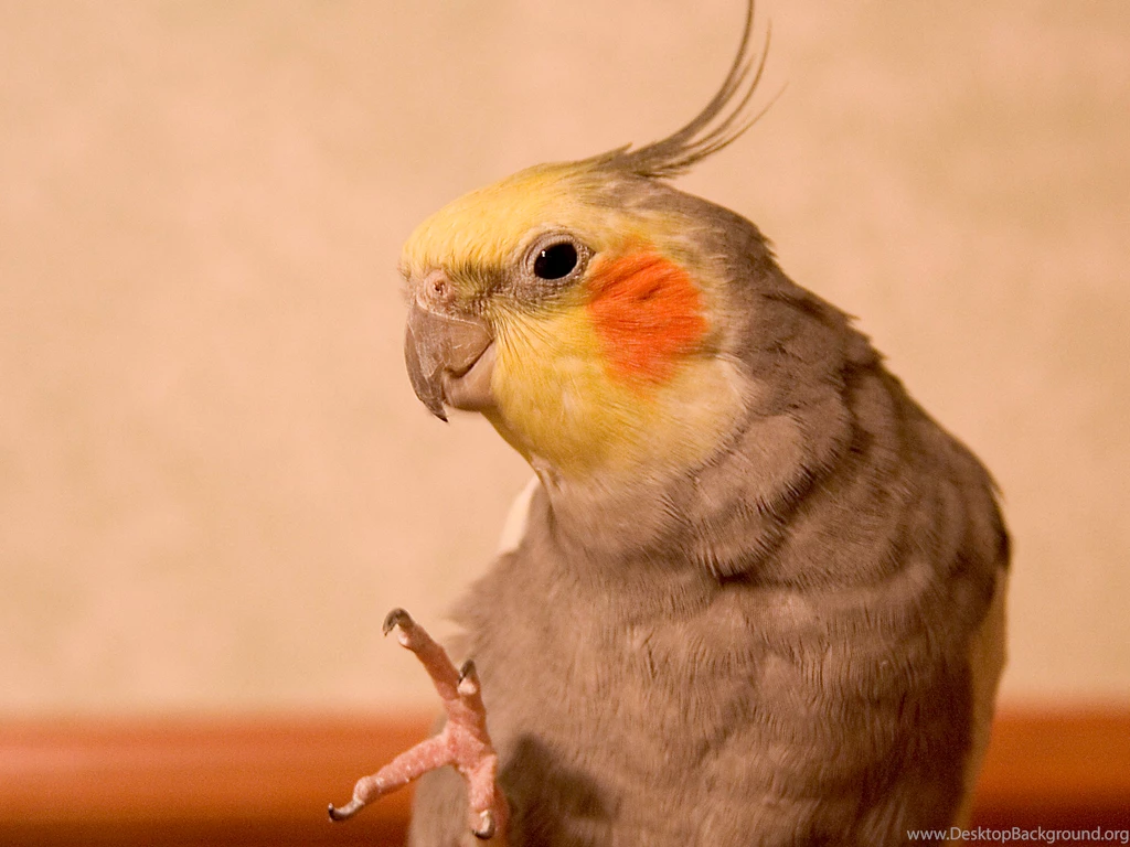 Cockatiel Wallpapers