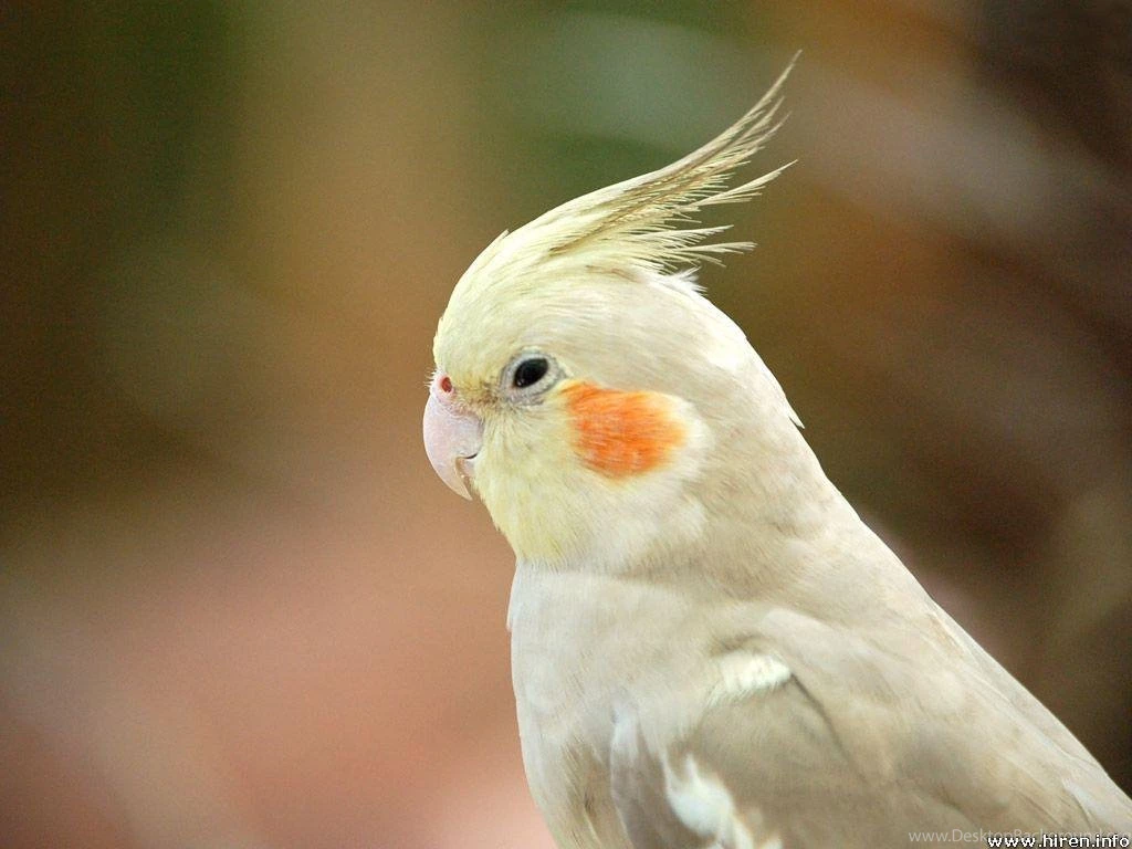 Beautiful Collection Of Cocktail Bird WallpapersPhotography Heat ...