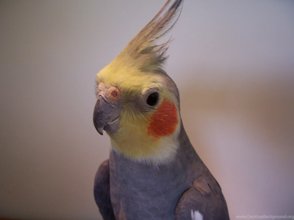 HD Cockatiel Wallpapers