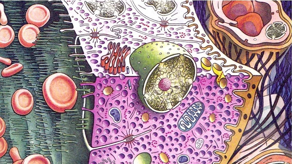 Biology Artwork Cells Science Wallpapers