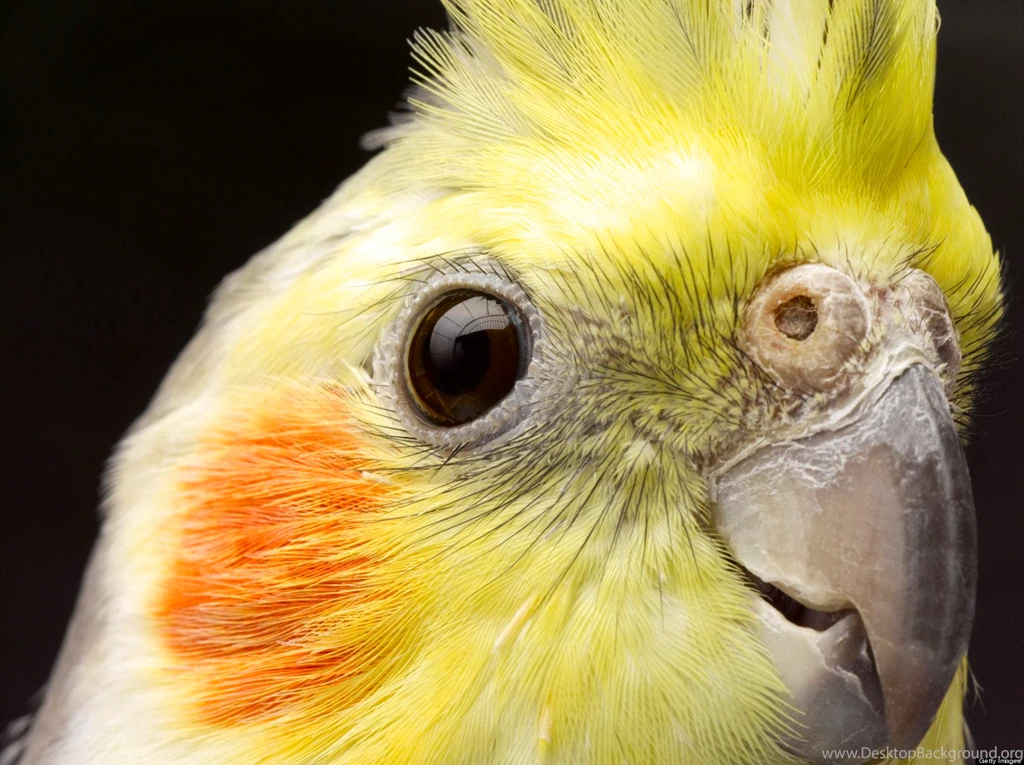 Cockatiel wallpaper 38.jpg