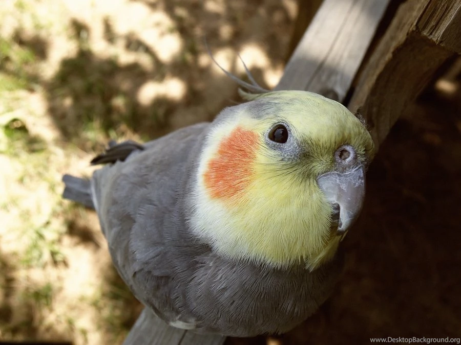Cockatiels DeviantArt