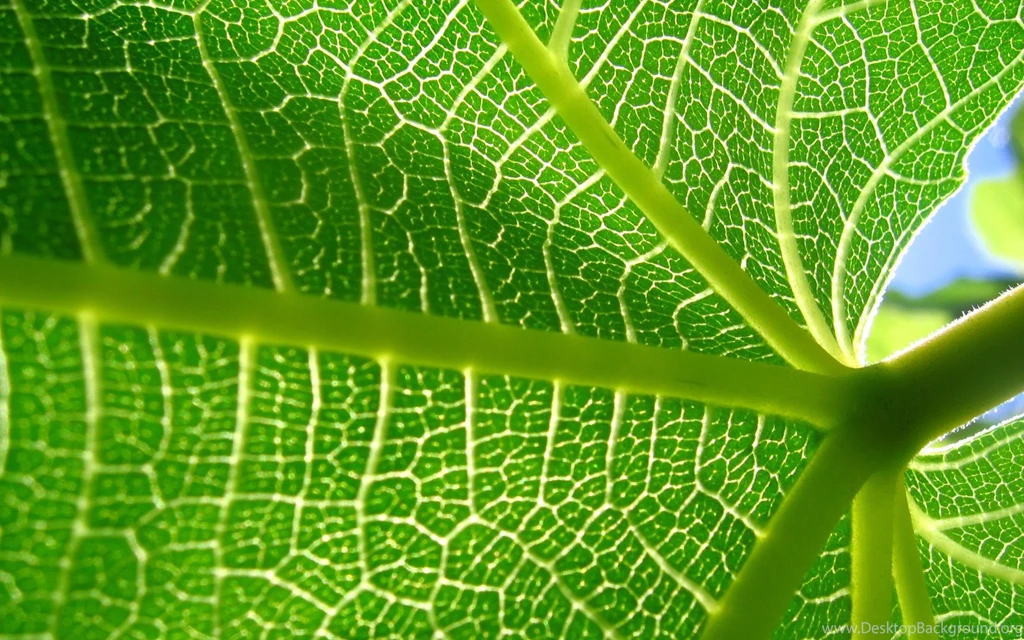 Wallpapers Painting Free Body Nature Cell Biology Pictures ...