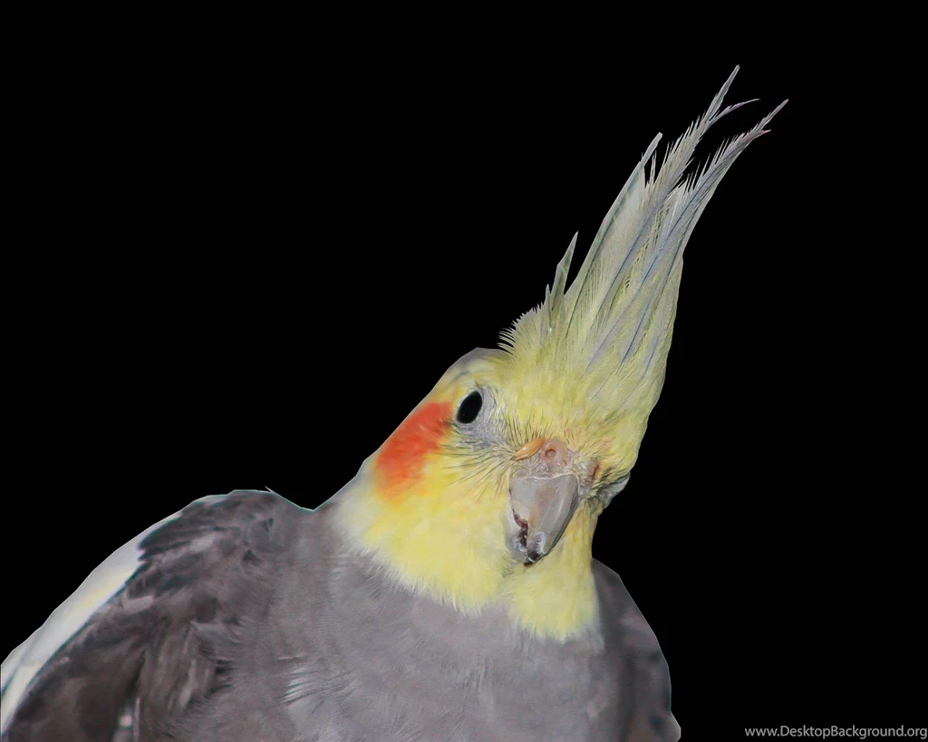 Cockatiel HD Wallpapers