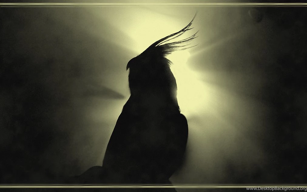 DeviantArt: More Artists Like Cockatiel N Budgie Love 2 By Dann1i