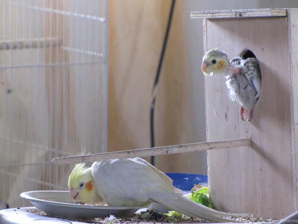 Birds: Cockatiels Baby Parrot Birds Cockatiel Nest Free Download ...