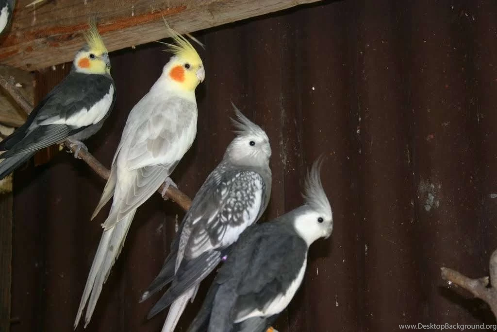 Cockatiel Wallpapers