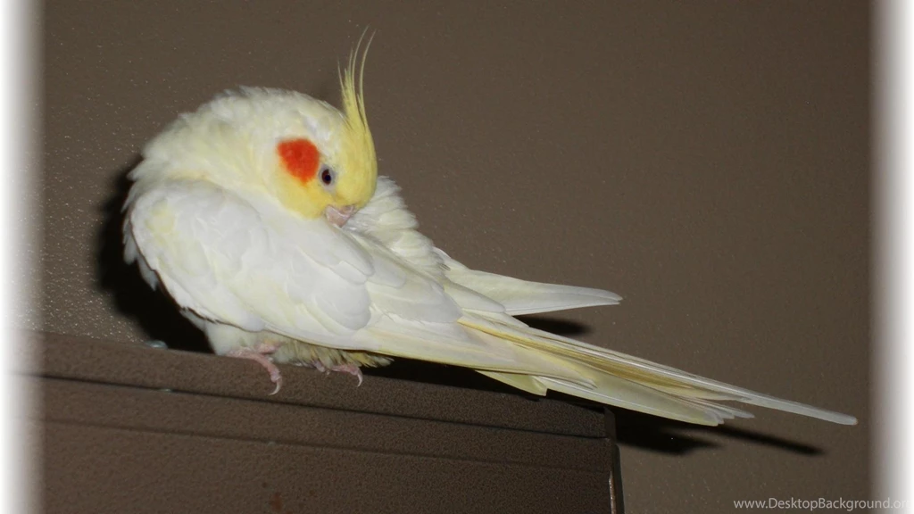 COCKATIEL WALLPAPER (