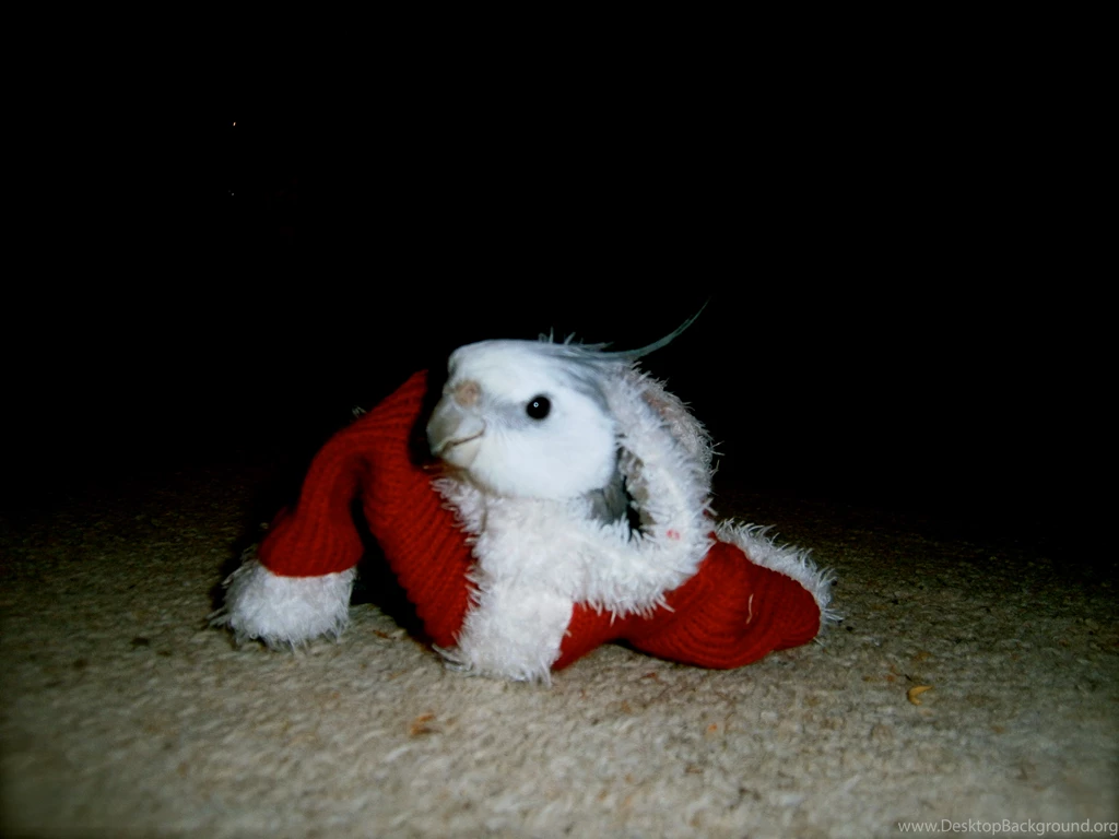 Christmas Cockatiel By Diskool97 On DeviantArt