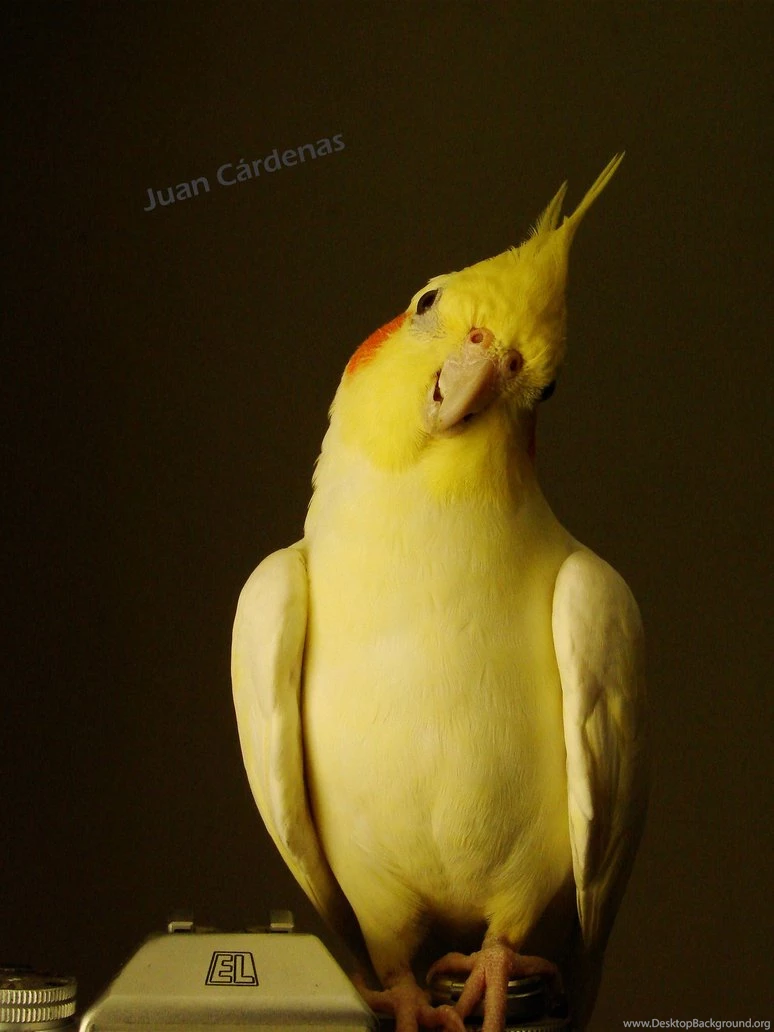 Cockatiel Look By Nacion33 On DeviantArt