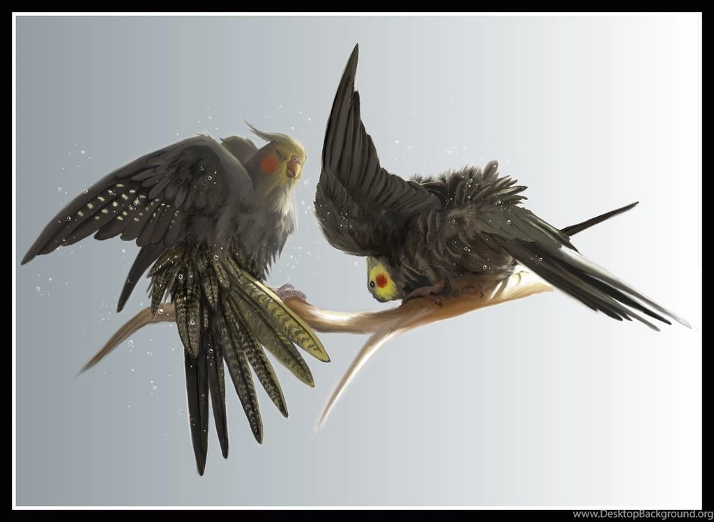 Cockatiels DeviantArt