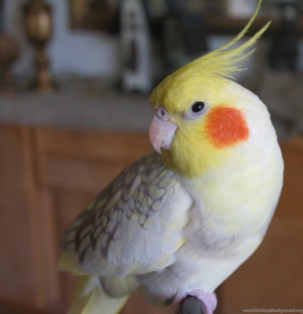 Angel The Cockatiel By Chinchilla Man On DeviantArt