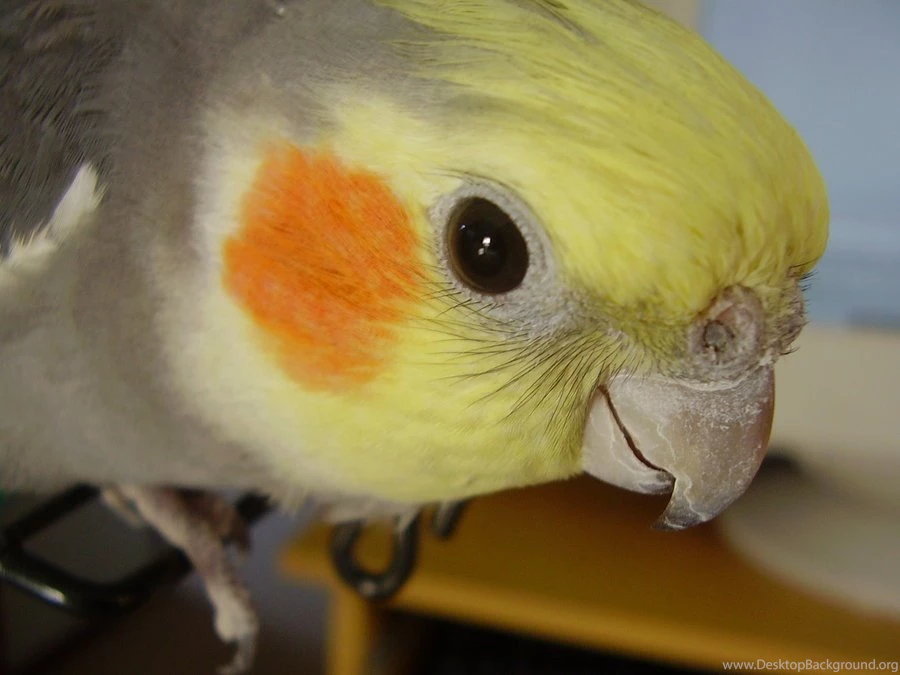 Cockatiel By Raven Magick On DeviantArt