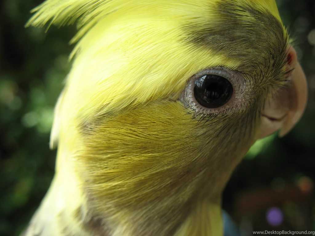 Cockatiel Peek a boo By Vaulderie On DeviantArt