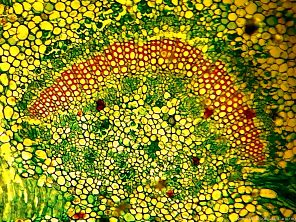 Wallpapers Molecular Biology For Human Cell 1600x1200