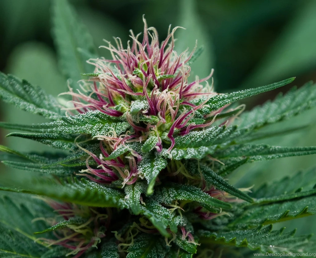 Weed Wallpapers For Android W2D   Wallpaperhd.press