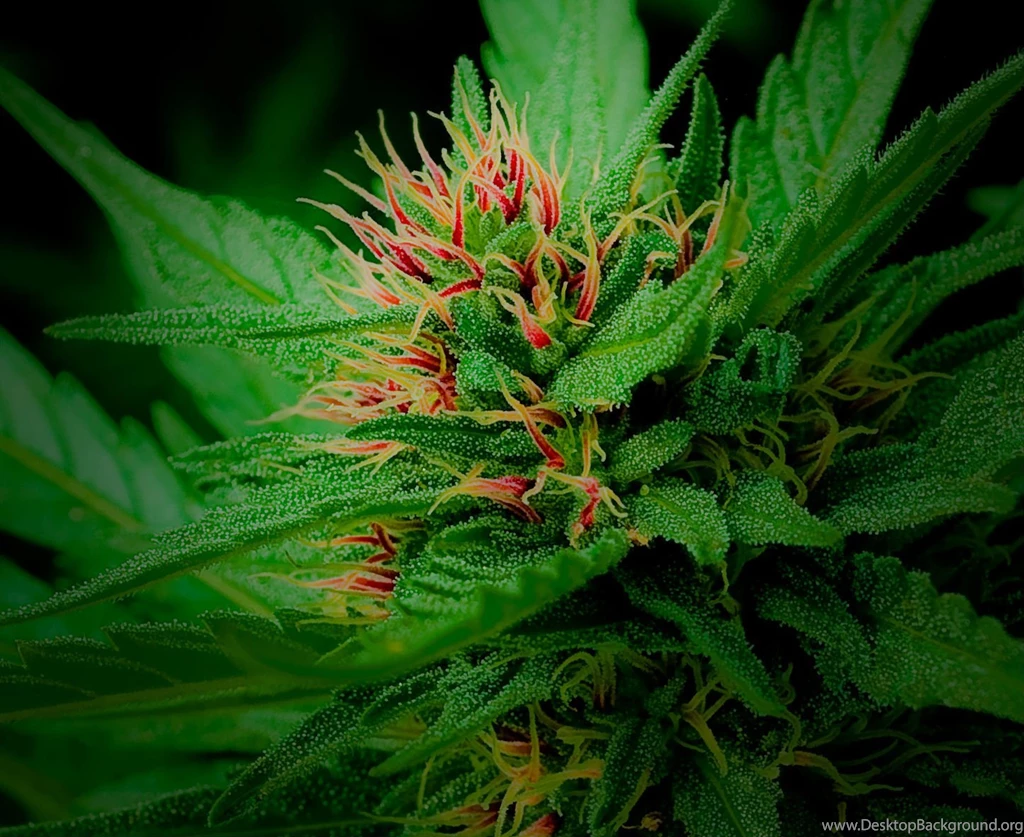 Weed Wallpapers For Android J9Q   Wallpaperhd.press