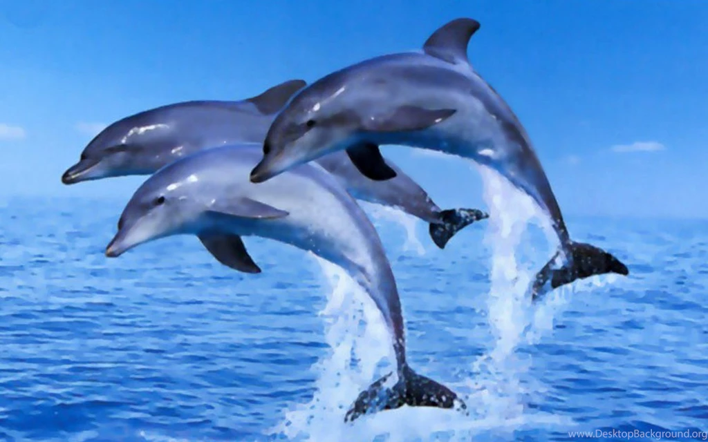Dolphins Jumping Clipart Wallpaper.