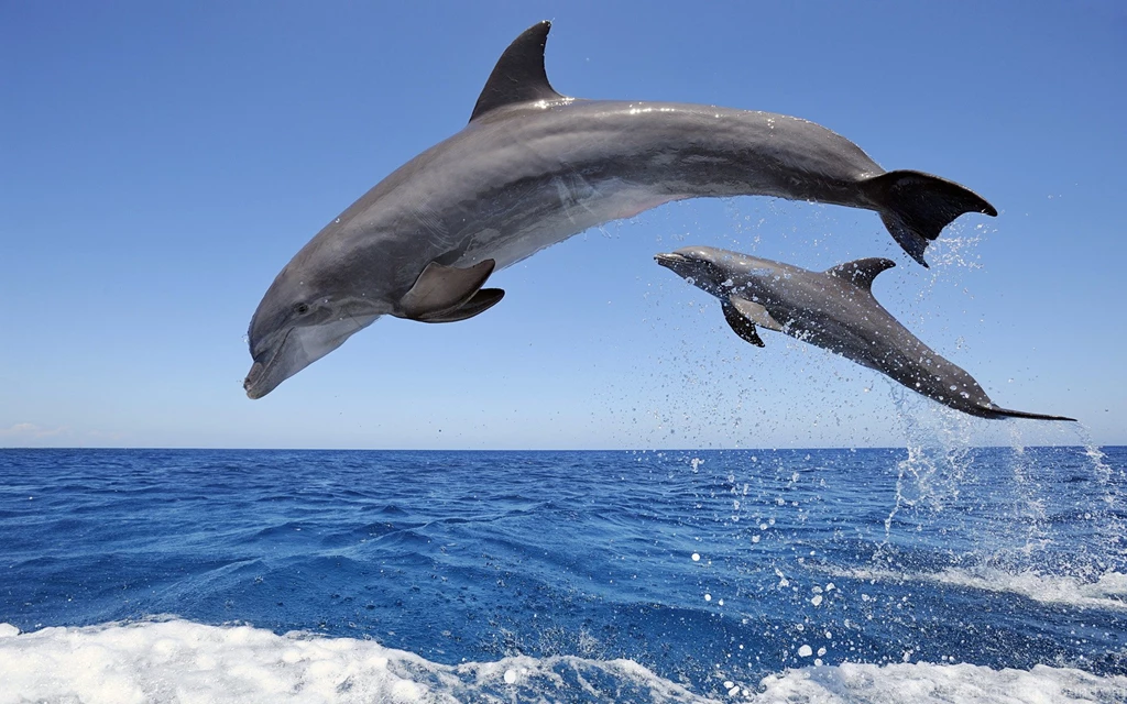 Dolphin Wallpapers HD Pictures