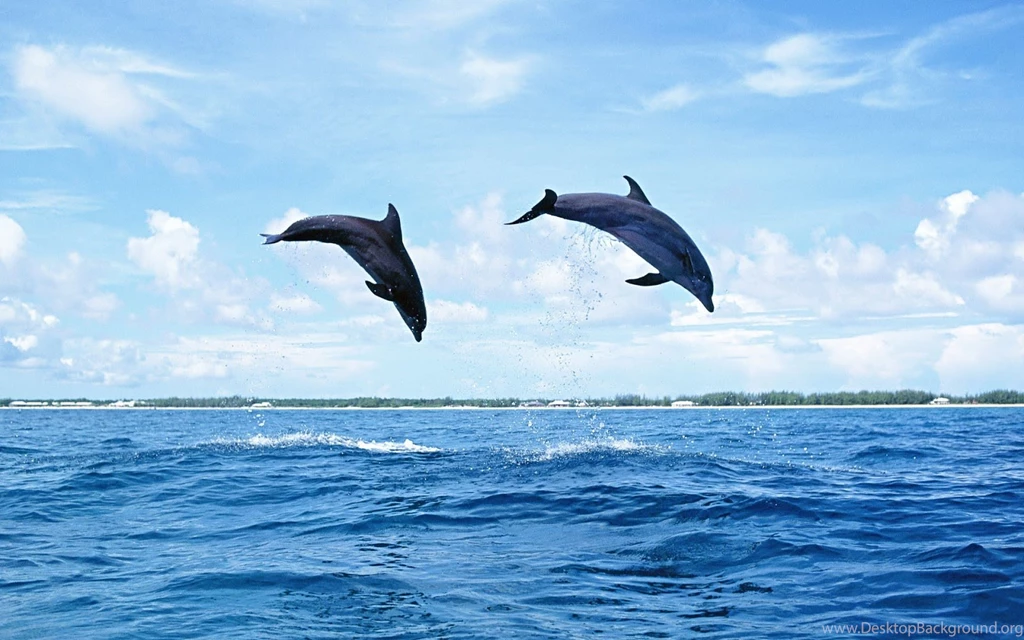 Dolphin In The Air Wallpapers HD Great Images