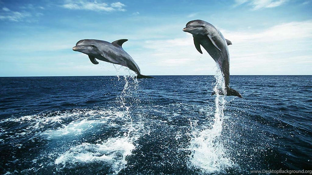 Dolphins Jump Wallpapers