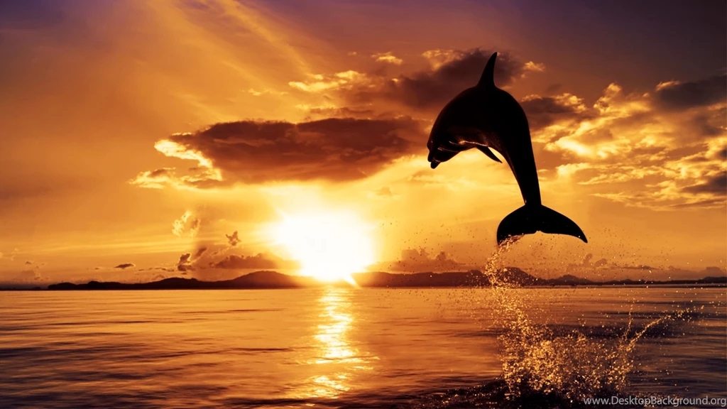 Jumping Dolphin Wallpapers