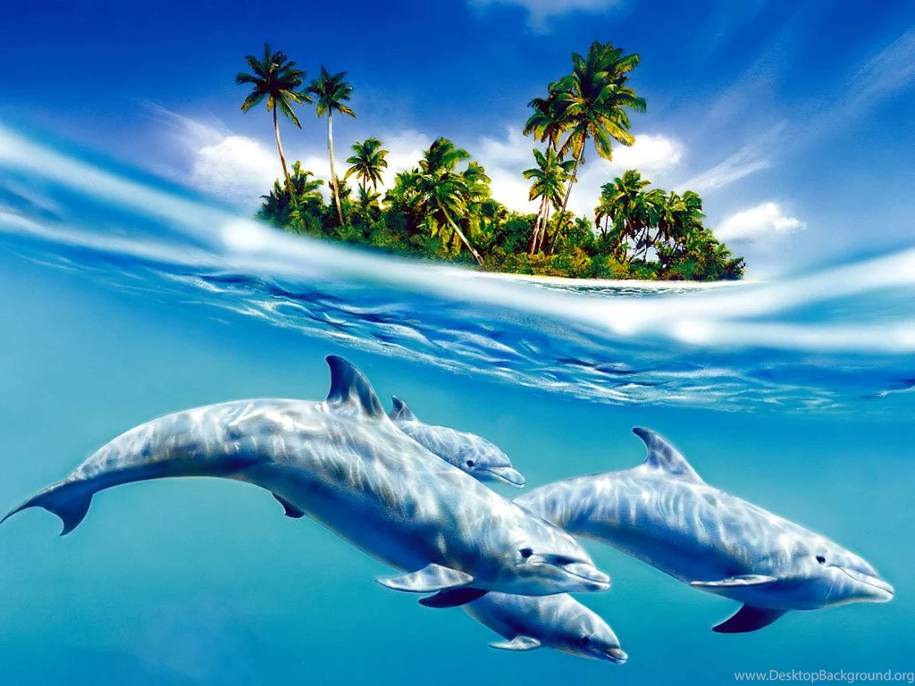 Dolphins Wallpapers Dolphins In Water Wallpapers