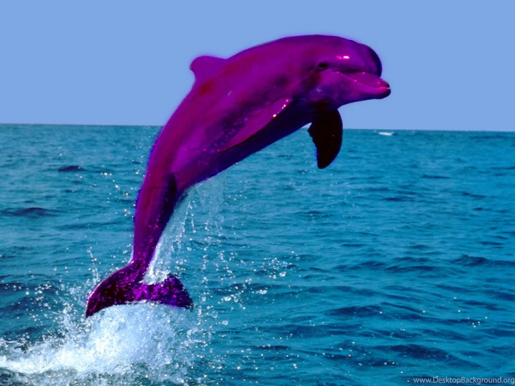 Pink Dolphins Jumping Wallpaper.