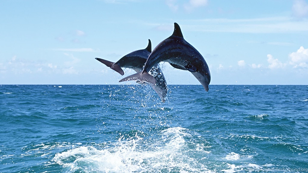 Download Wallpapers 3840x2160 Bend, Jump, Dolphin 4K Ultra HD HD ...