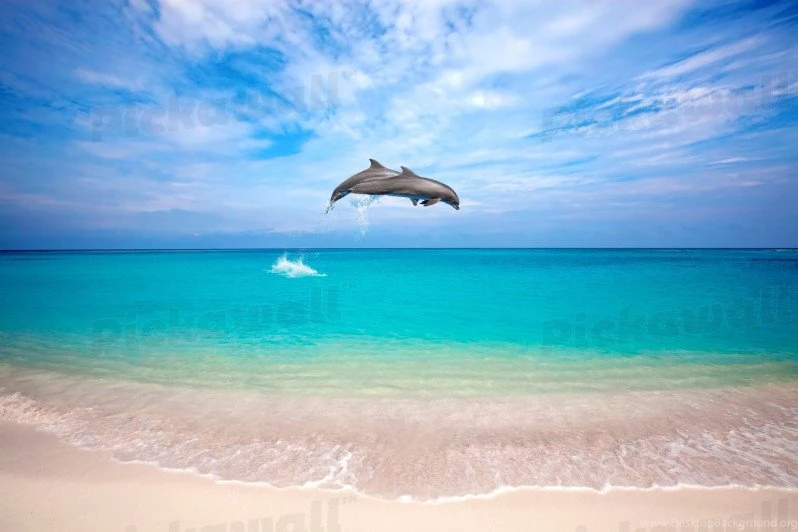 Design Your Own Custom Removable Wallpaper. Image: Dolphins ...
