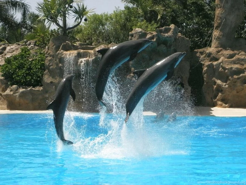 Dolphins Sunset Sunset Jump – Animals Dolphins HD Desktop Wallpapers