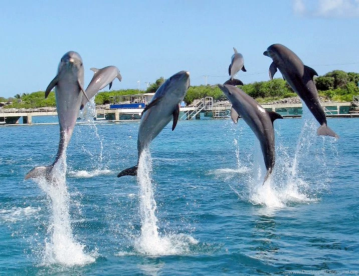 Jumping Dolphins Wallpapers