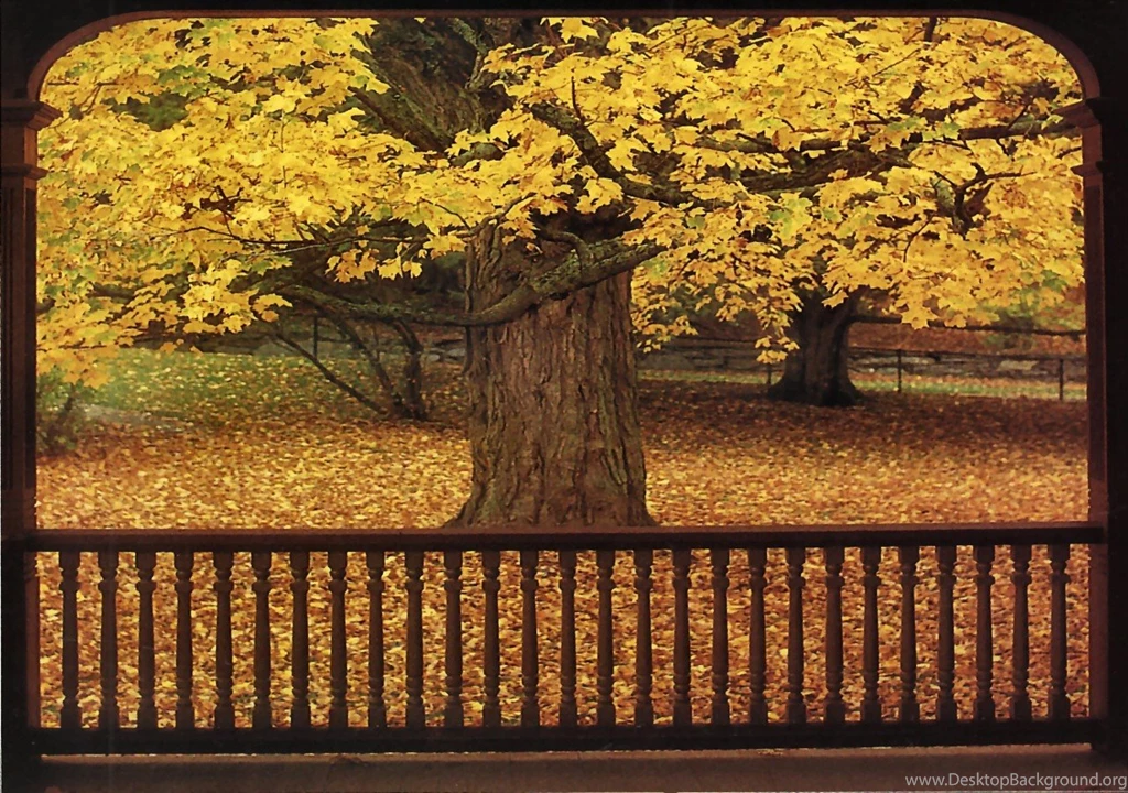 Forests: Hushed October Gold Autumn Photography Fall Scenery Patio ...
