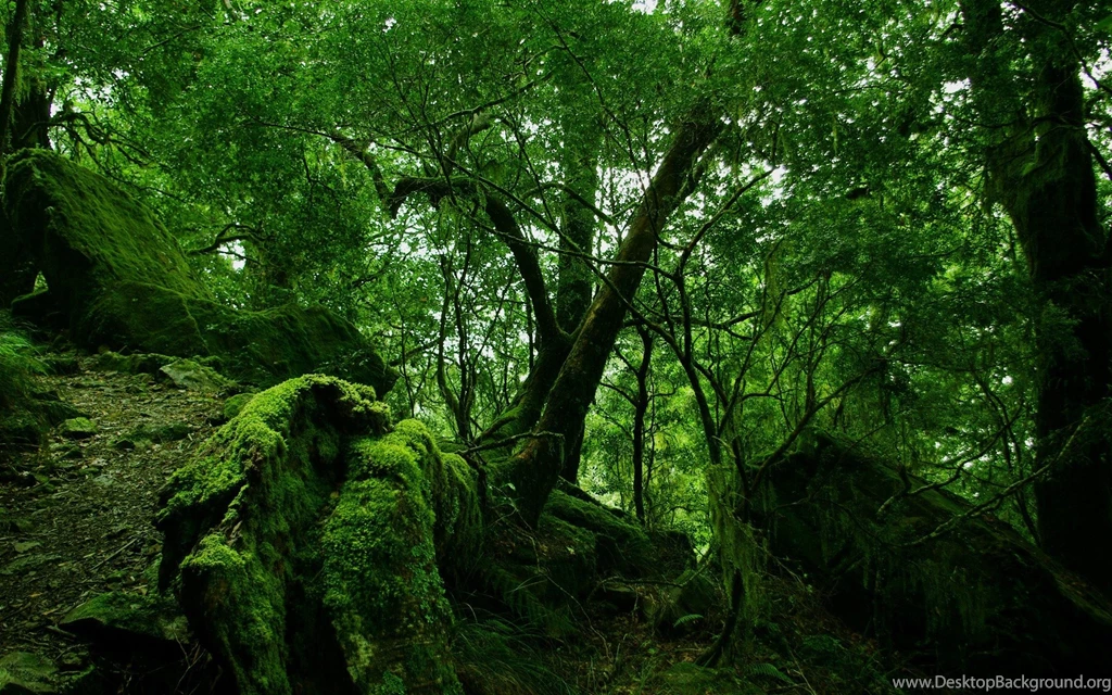 Rainforest Wallpapers