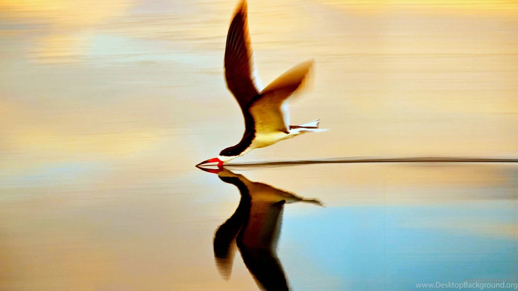 Birds: Incredible Bird Flight Birds Animal Wallpapers HD For HD 16 ...