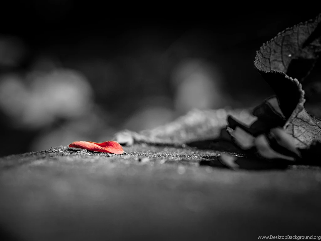 High Resolution Wallpapers, Red Petal On Black Road, Incredible ...