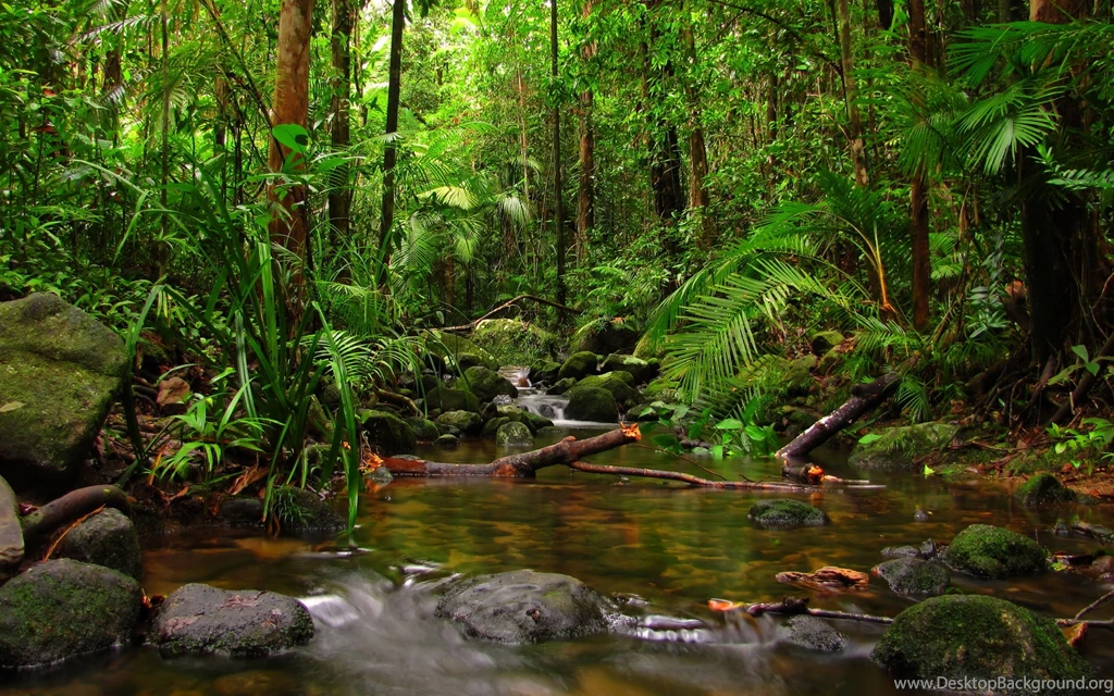 Rainforest Bridge Wallpapers