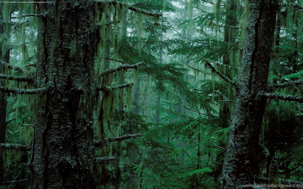 Rainforest Hd Wallpapers (859) Nature