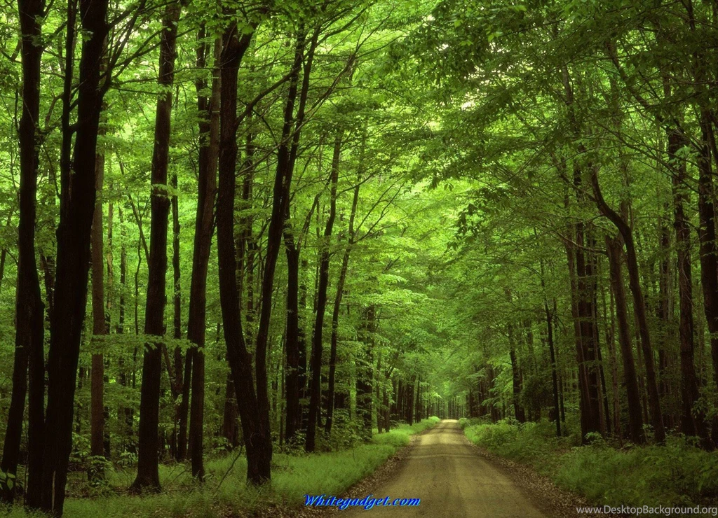 Rainforest Wallpapers A2Z8Y   HD Wallpapers Desktop Backgrounds