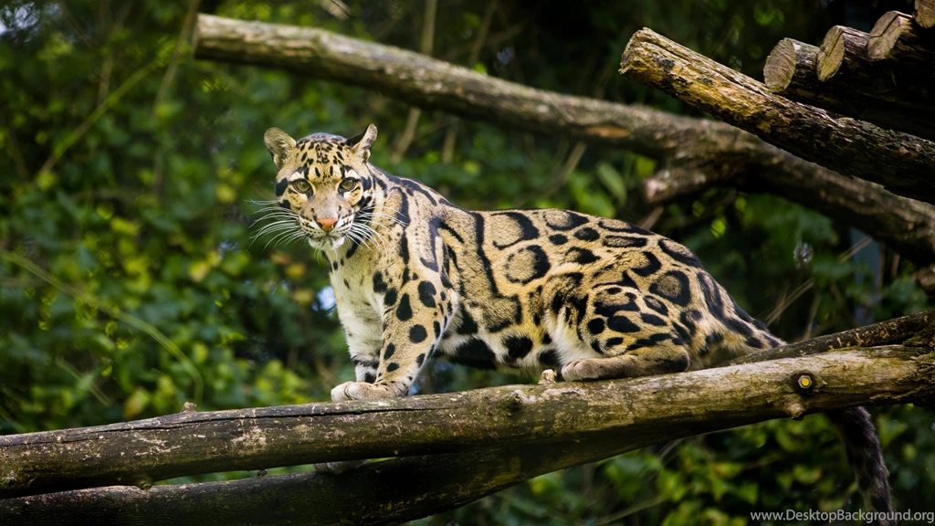 Clouded Leopard Information, Facts, Habitat, Adaptations, Baby ...