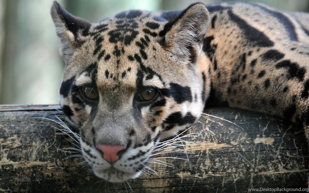 21 Clouded Leopard HD Wallpapers