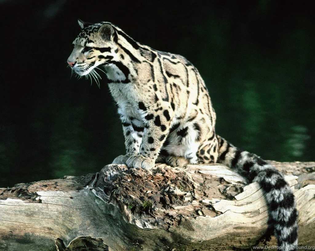 14 Quality Clouded Leopard Wallpapers, Animals