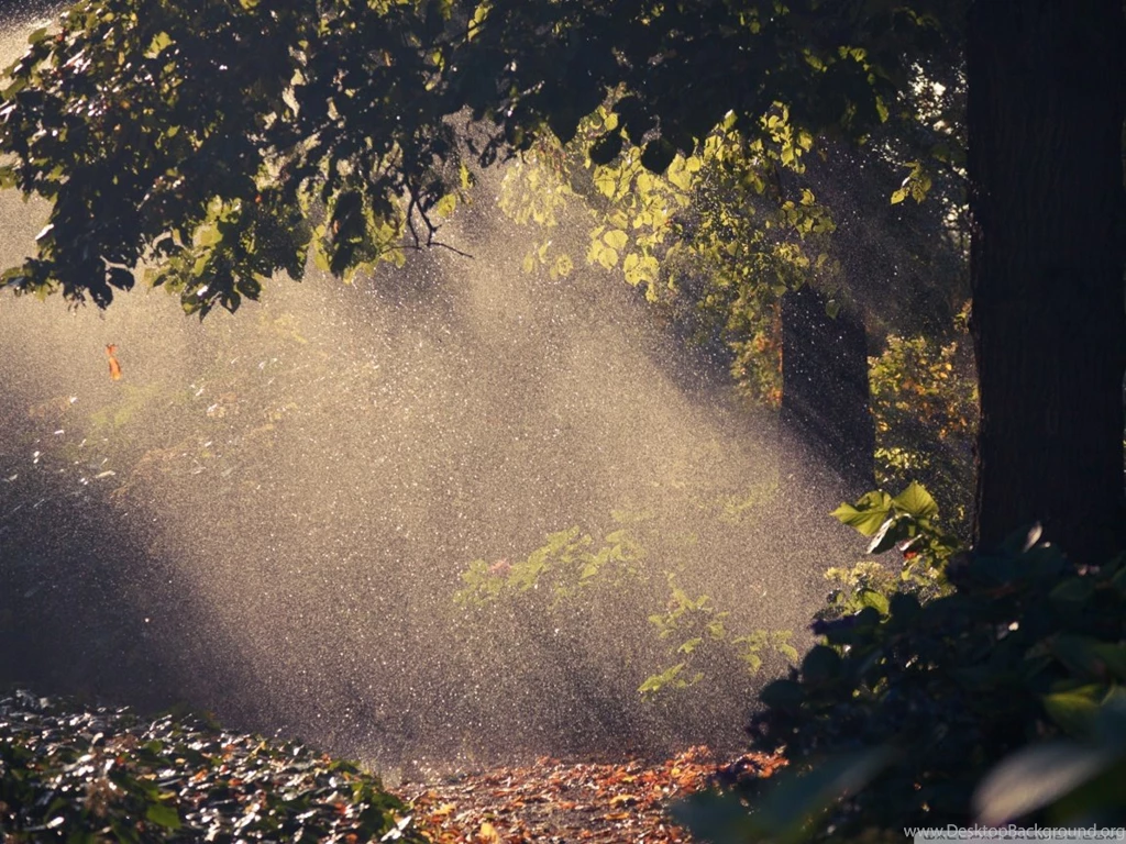Summer Rain, Forest HD Desktop Wallpapers : High Definition ...