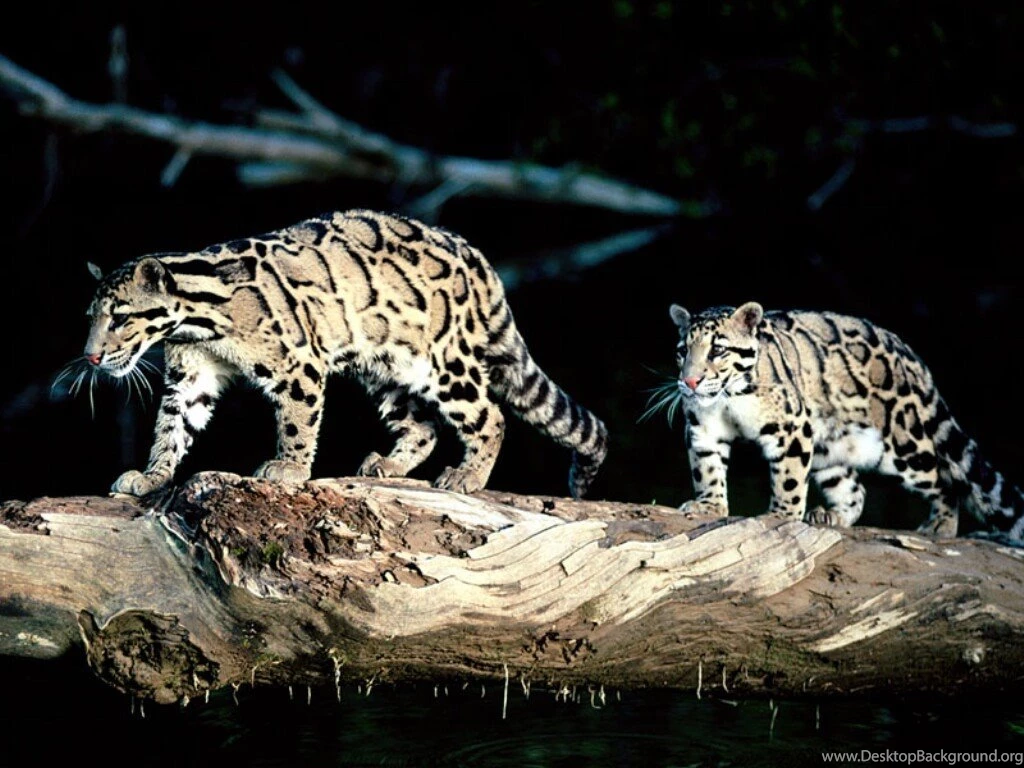 My Free Wallpapers   Nature Wallpapers : Clouded Leopard