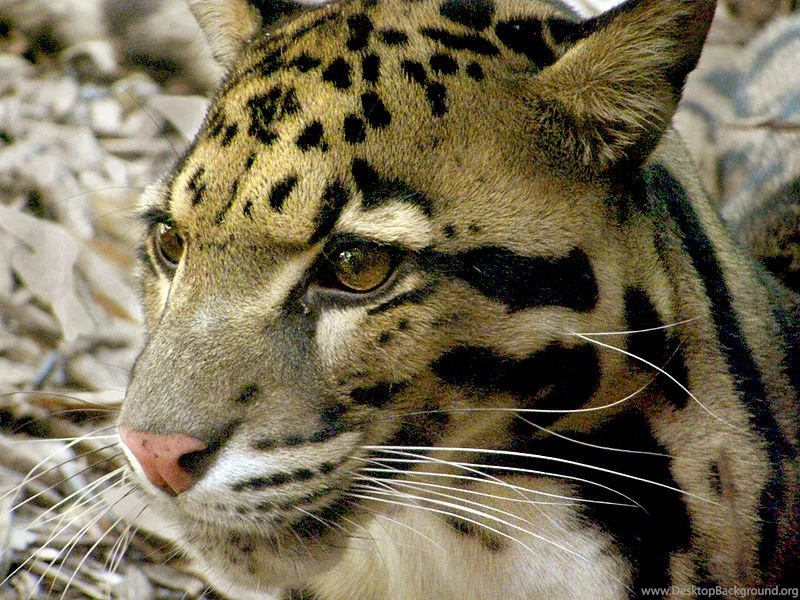 Clouded Leopard (Neofelis Nebulosa)   Animals   A Z Animals ...