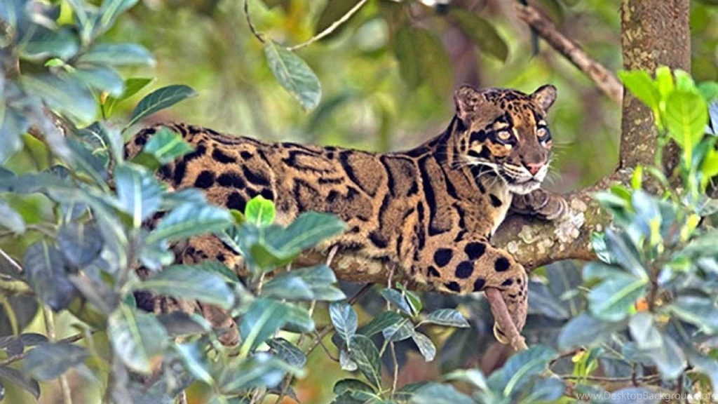 Clouded Leopard Wallpapers   (
