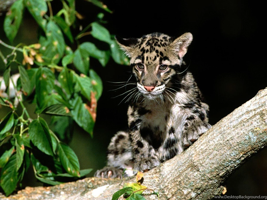 Clouded Leopard Cub 1 :: Leopard Wallpapers :: ShareWallpapers