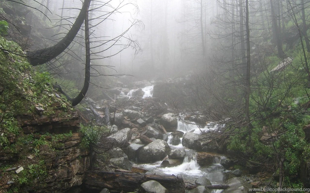 Free Wallpaper: Rainy Forest Wallpapers