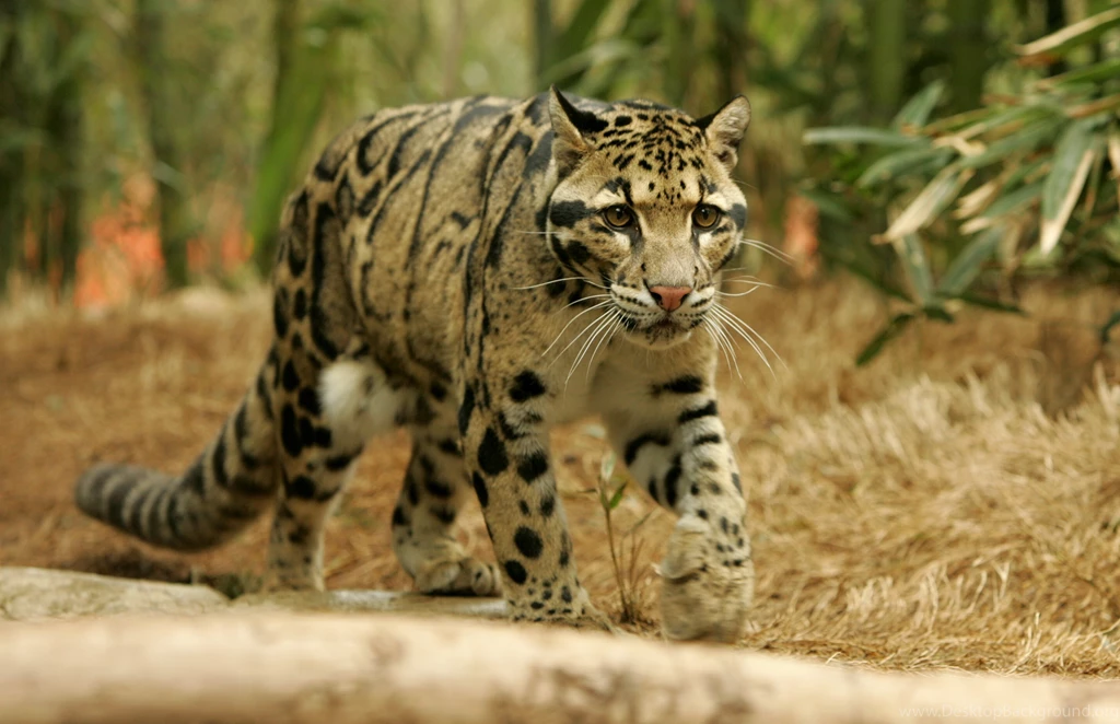 14 Quality Clouded Leopard Wallpapers, Animals