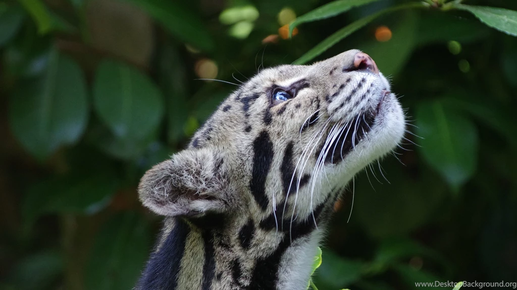 Download Wallpapers 3840x2160 Clouded Leopard, Wild Cat, Snout ...